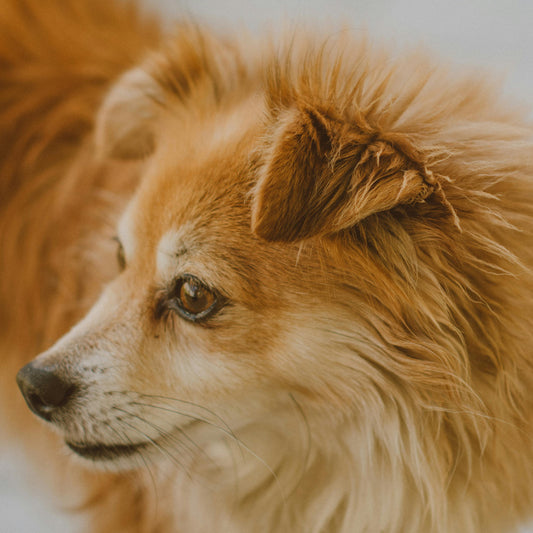 DIY Remedies for Itchy Skin in Dogs: A Comprehensive Guide