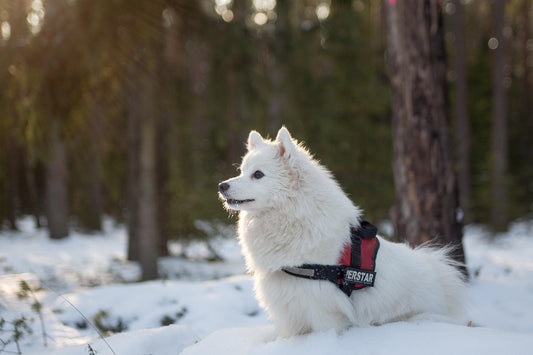 How to Keep Your Dog's Paws Healthy in Winter?