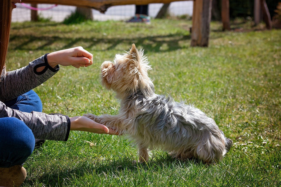 Essential Training Tips for New Dog Owners