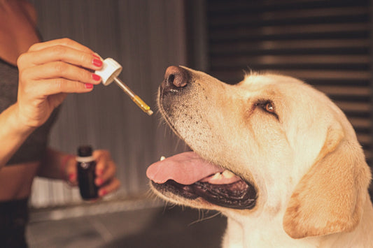 Essential Oils Safe for Dogs and Their Benefits