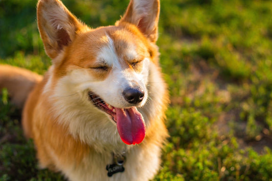 Hydration Hacks: Creative Ways to Ensure Your Pet Stays Well-Hydrated in Hot Weather